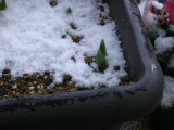 雪に埋まったチューリップの芽